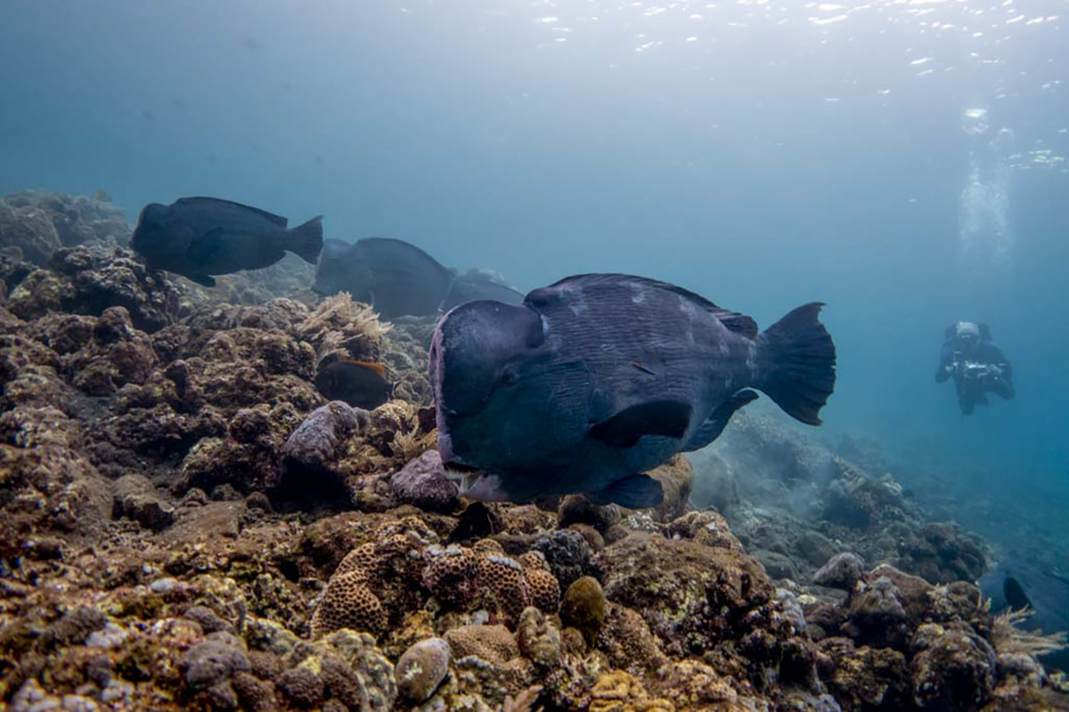 Bumphead parrotfish at Aer Banua