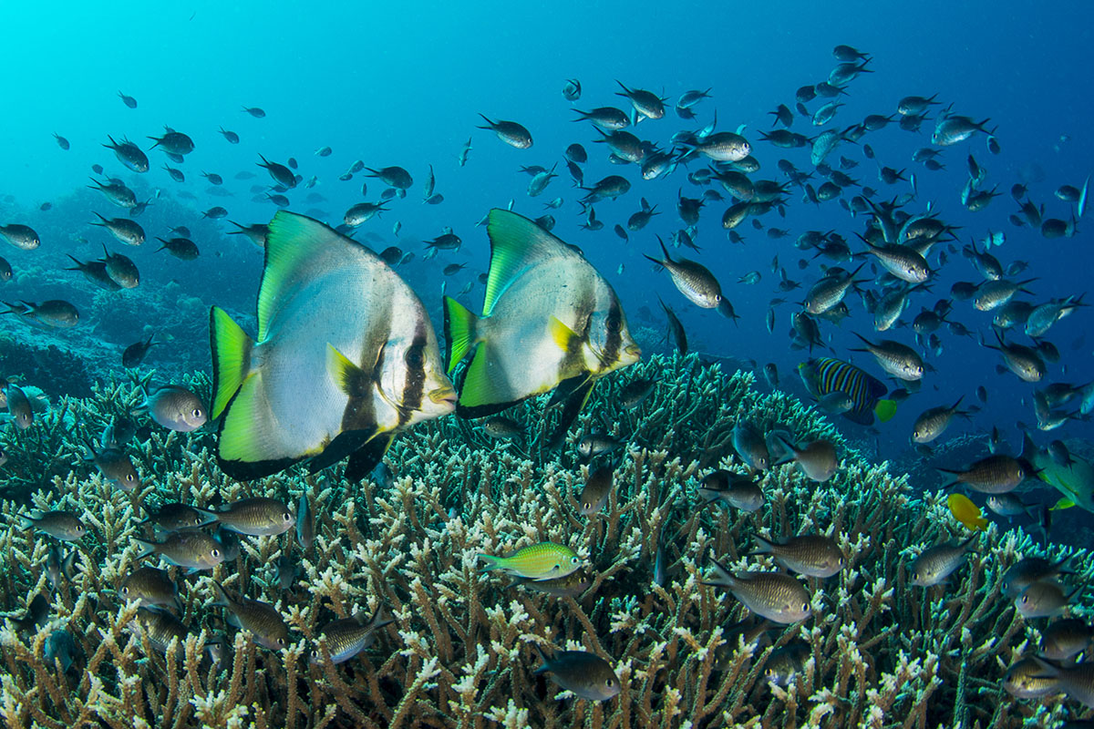 Colourful reef fish at Tanjung Tarabitan