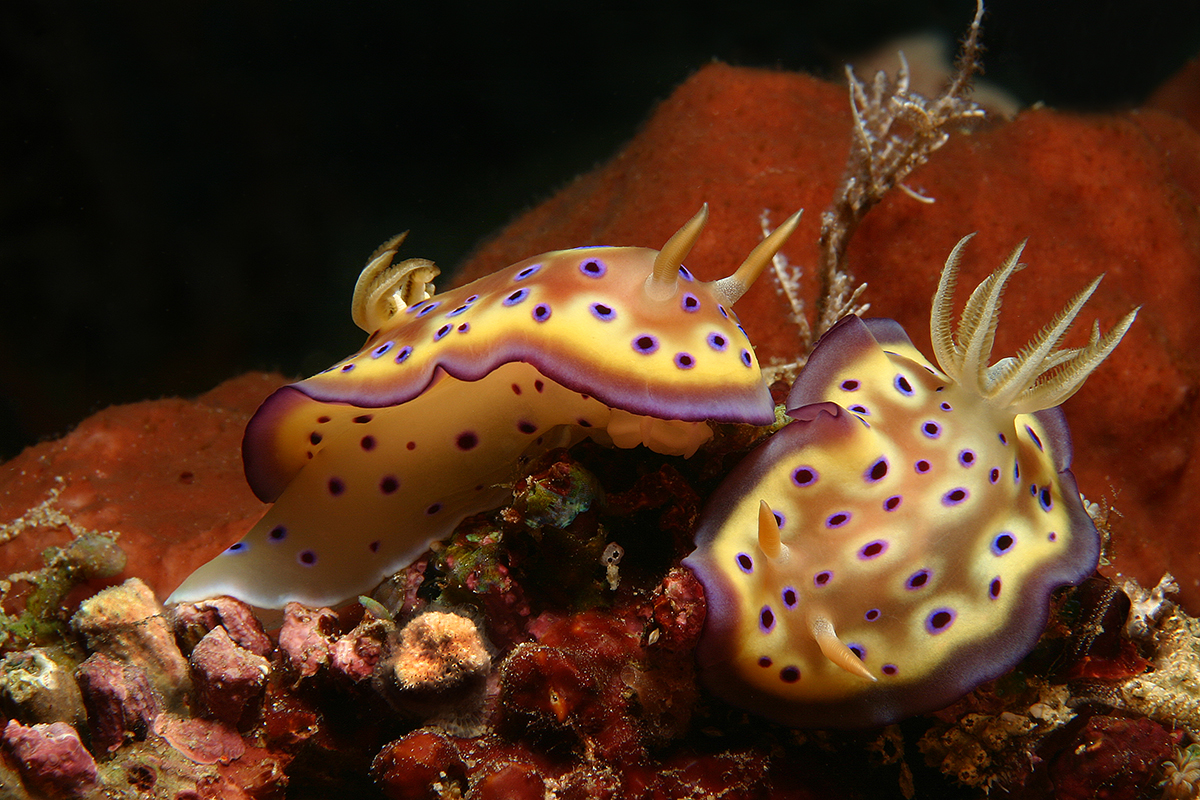 Nudibranchs at North Talise Pinnacles