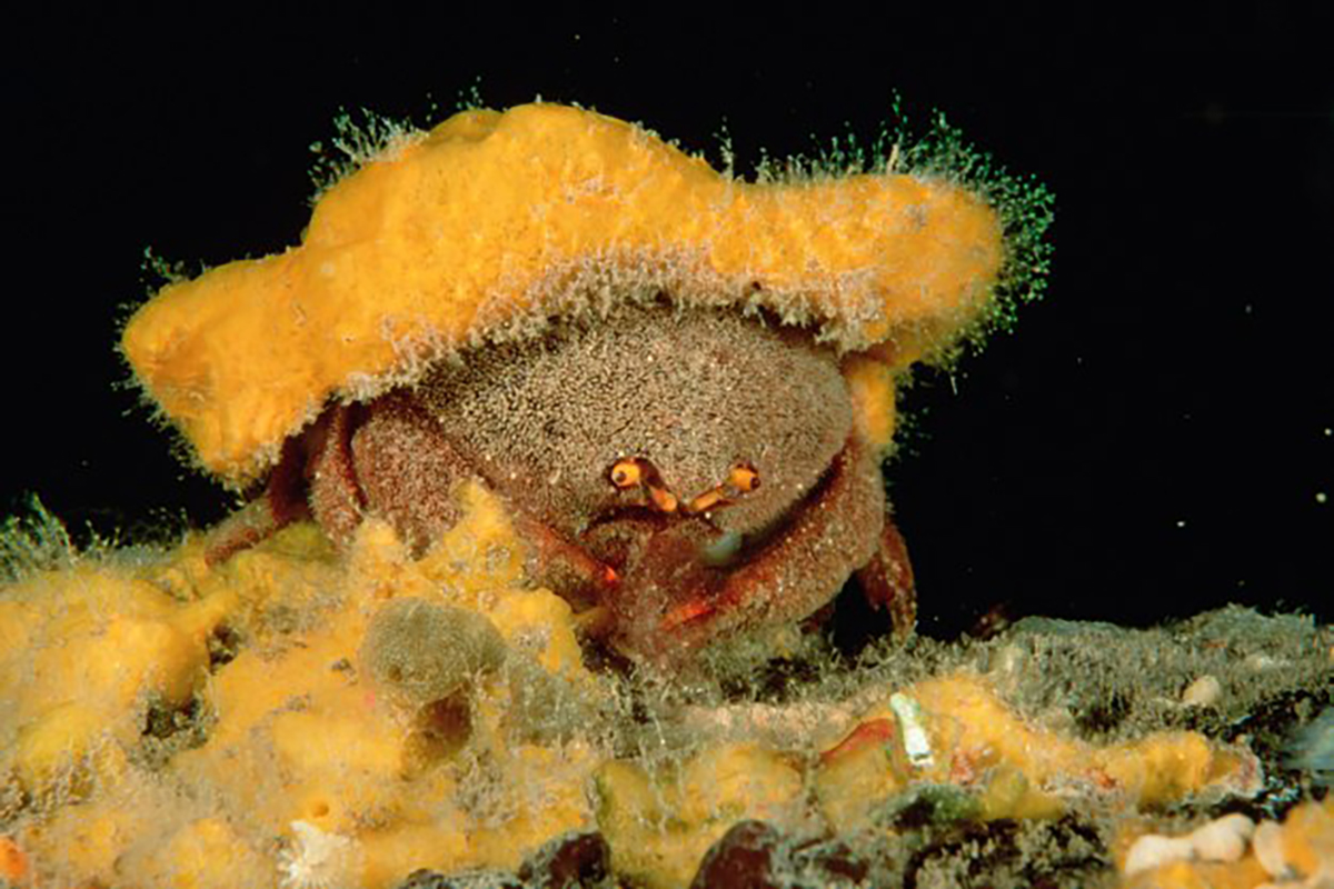 Symbiotic relationship Decorator crabs with Sea Sponges