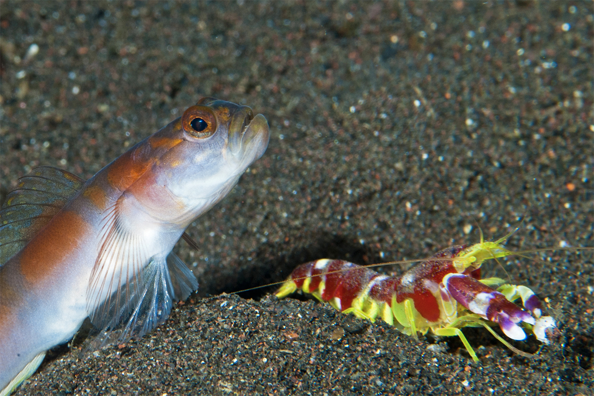 Symbiotic relationship Pistol Shrimps and Sand Gobies 