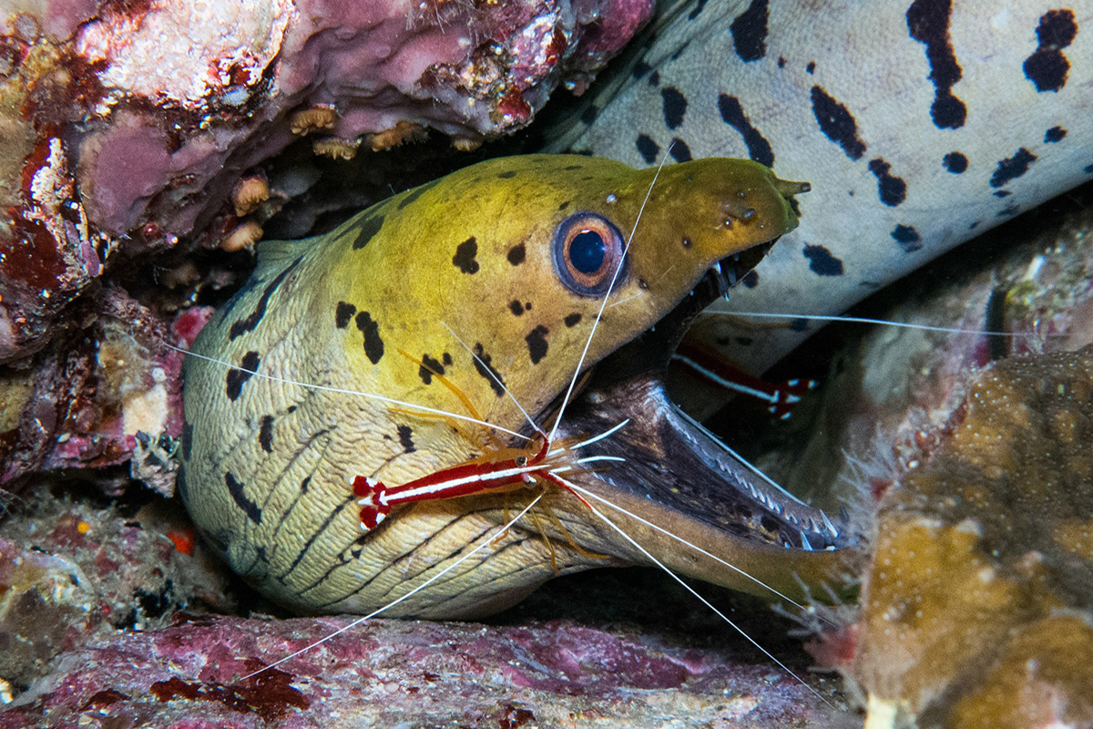 Symbiotic relationship Moray Eel with Cleaner Shrimp