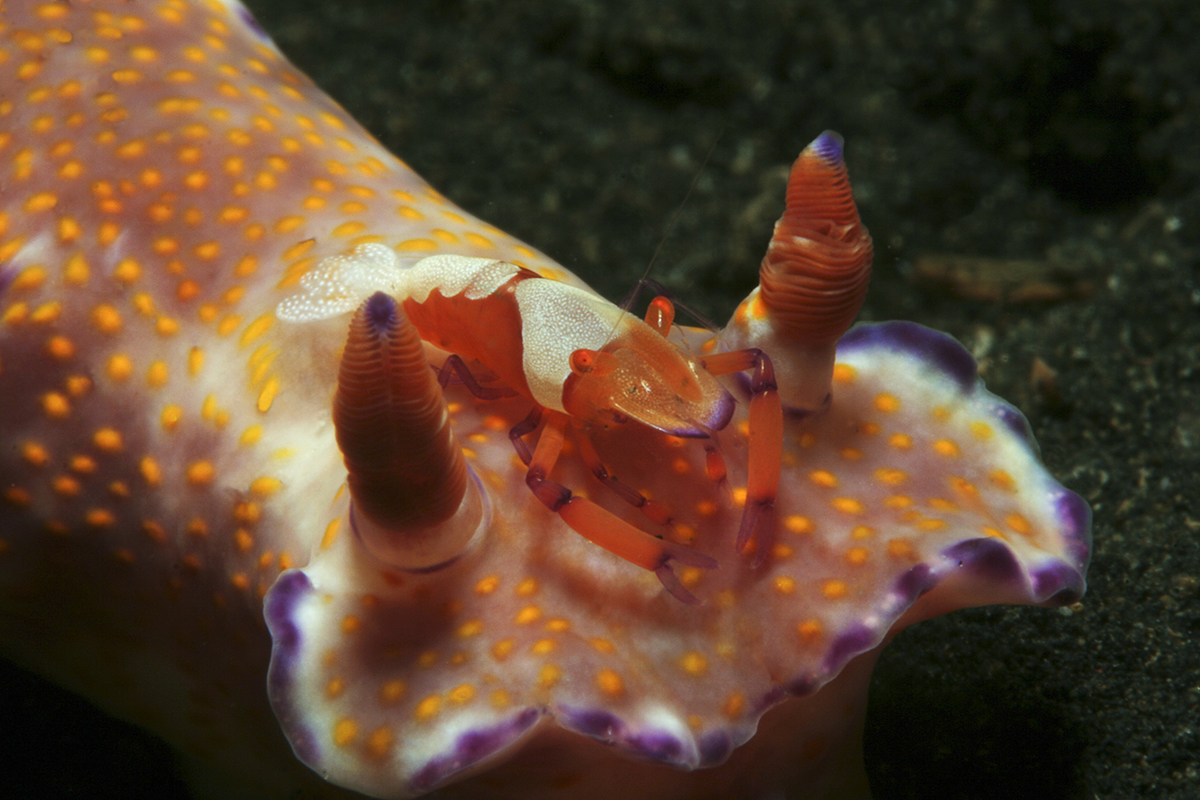 Symbiotic relationship Emperor Shrimp with Nudibranch