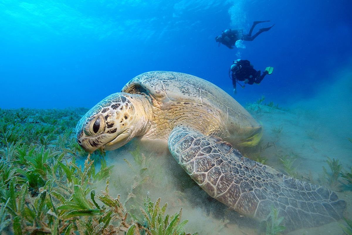 Diving Course in Gangga Island, Indonesia