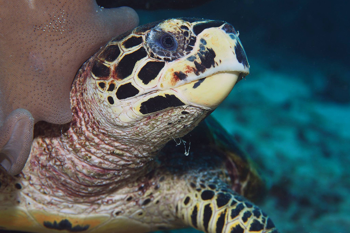 The Importance of Sea Turtles in North Sulawesi