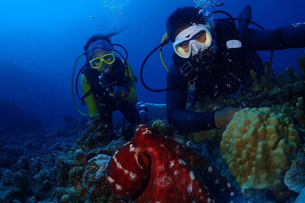 Scuba Diving in North Sulawesi