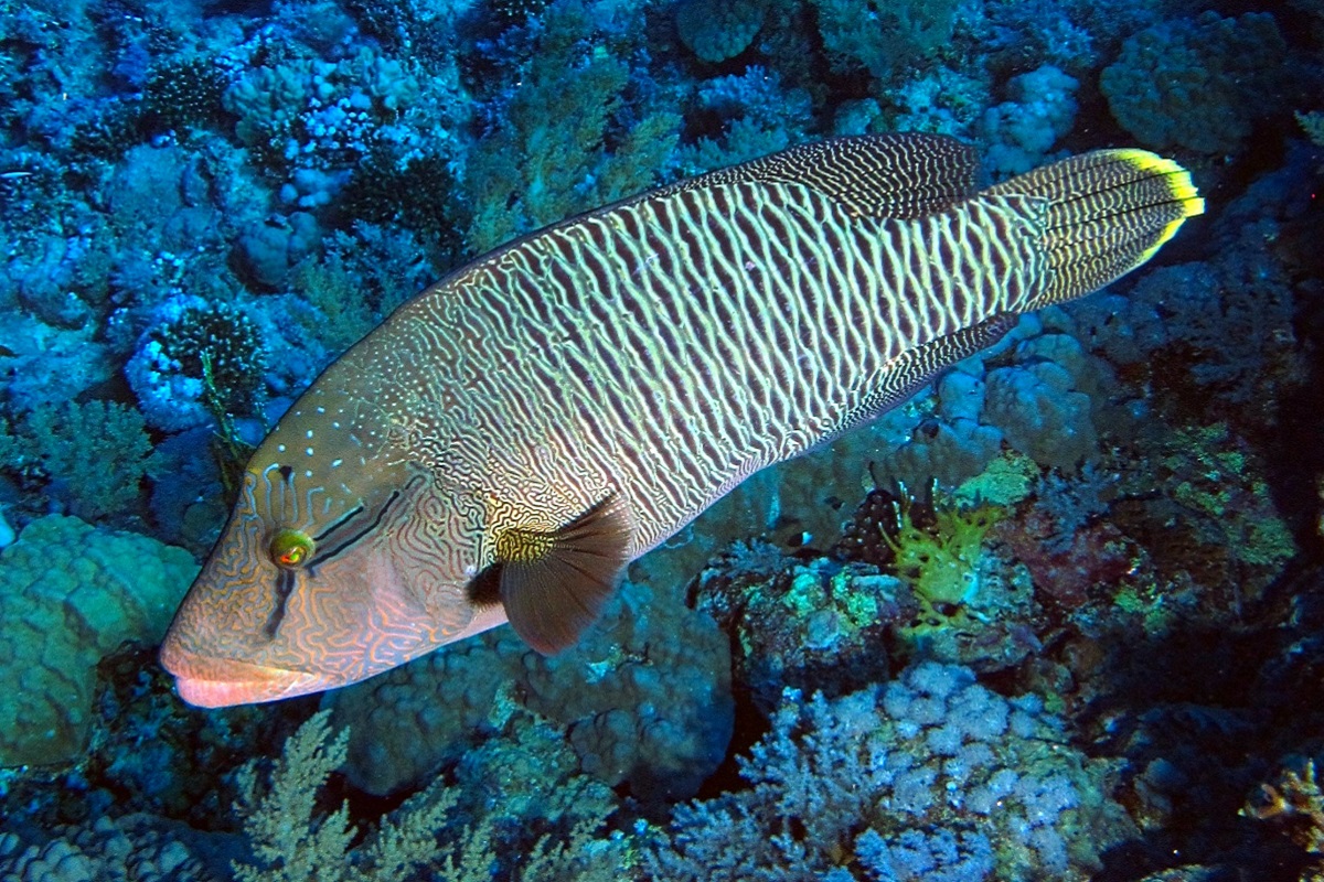 Diving with Gangga Divers in North Sulawesi