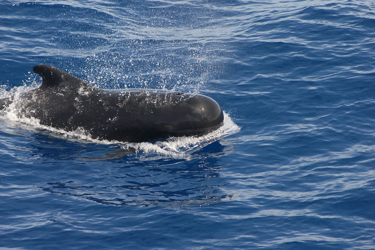 Meet the Whales and Dolphins of North Sulawesi