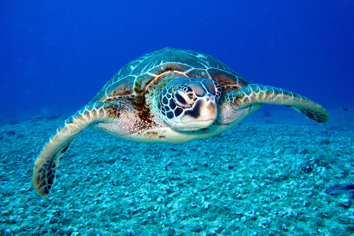 The Importance of Sea Turtles in North Sulawesi