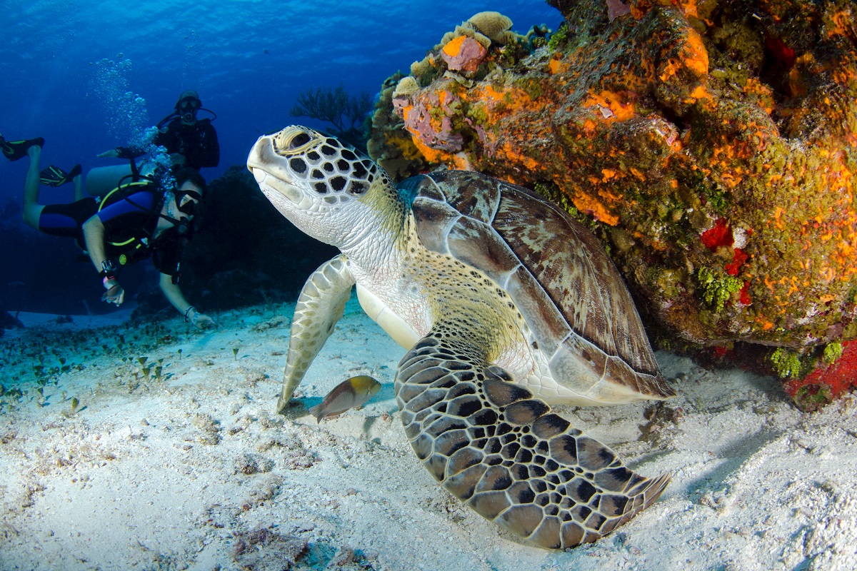 Diving around Manado, North Sulawesi