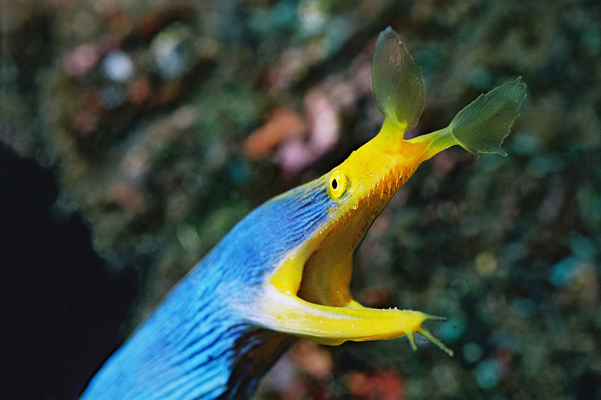 Diving in Gangga Island North Sulawesi