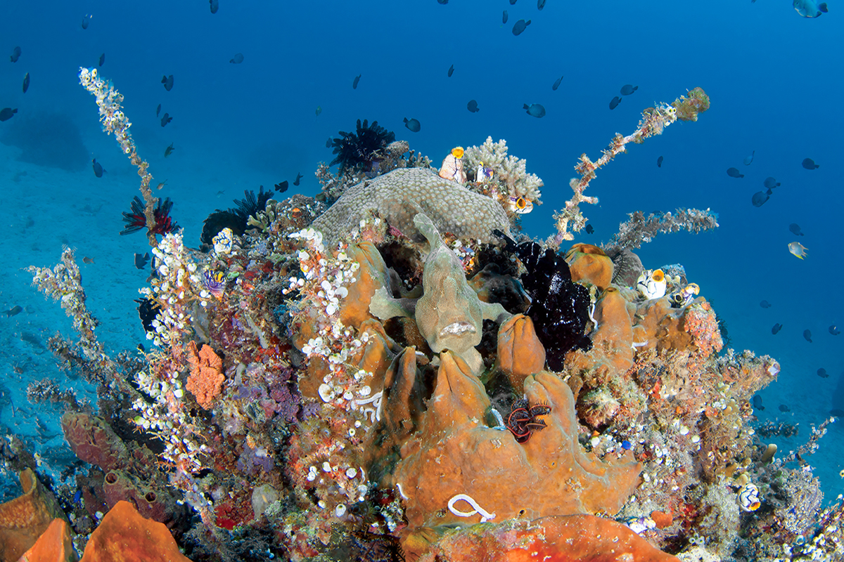 A Guide to the Frogfish of North Sulawesi