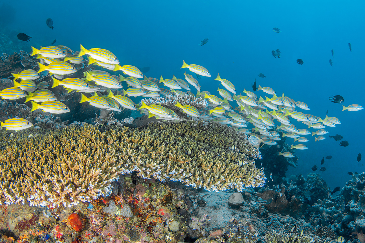 Diving North Sulawesi with Gangga Divers- The Heart of the Coral Triangle