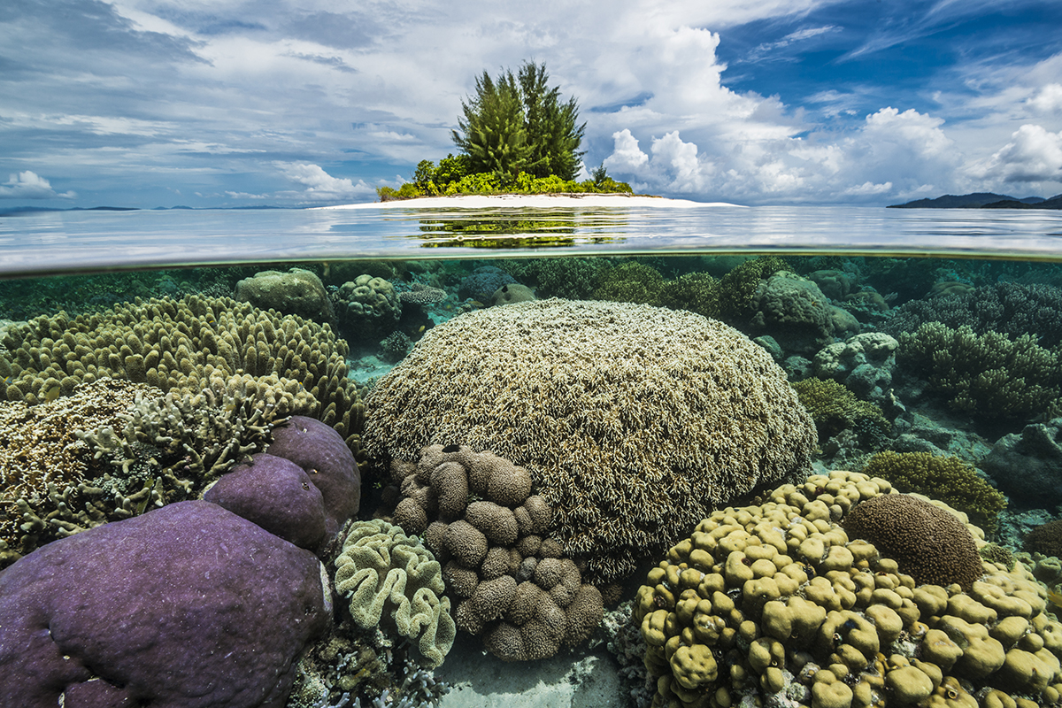 What is the ‘Coral Triangle’?